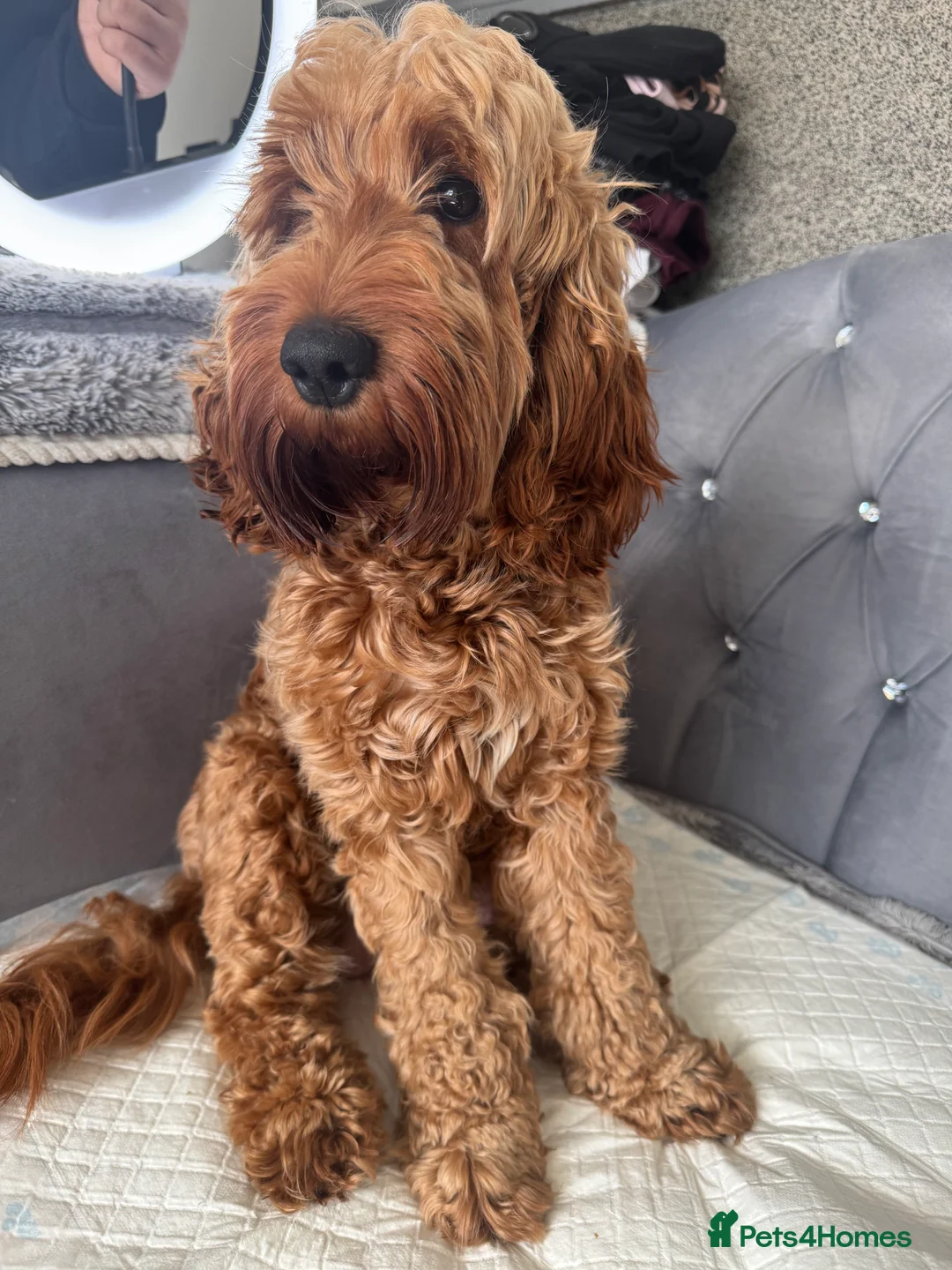 Cockapoo dogs for sale: F2 cockapoo puppies  - Advert 1