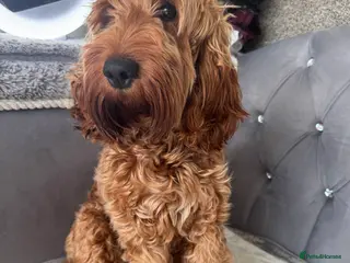 Cockapoo dogs F2 cockapoo puppies - Advert 1