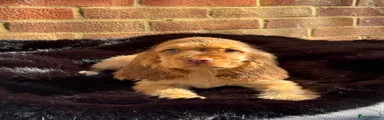 Cocker Spaniel 5