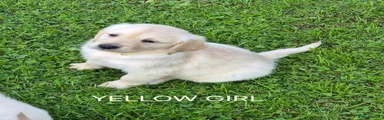 Golden Retriever Yellow Girl