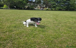 Sprocker dogs for sale: Sprocker spaniel & Golden retriever - Image 3