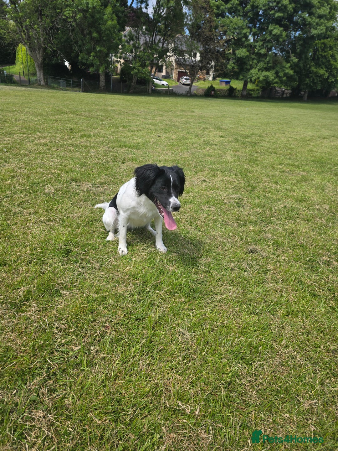 Sprocker dogs for sale: Sprocker spaniel & Golden retriever - Image 3