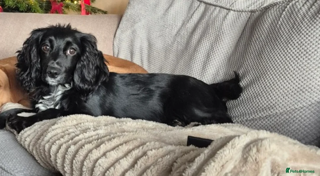 Cockapoo dogs for sale: F1 Cockapoos  - Advert 2