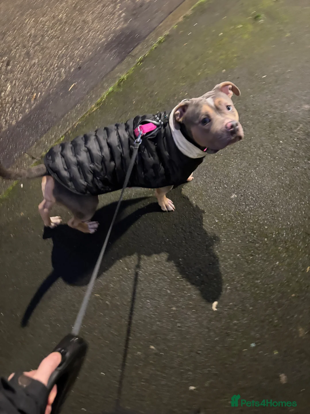 Mixed Breed dogs for sale: My 1 year old silva in London - Advert 5