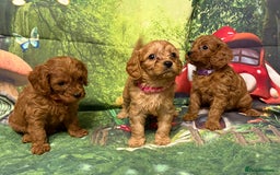 Cavapoo dogs for sale: Lovely litter of F1 Cavapoos - Advert 7