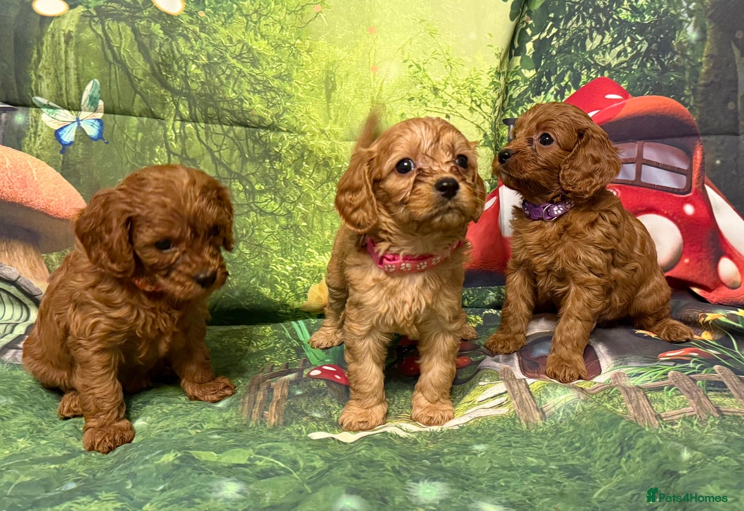 Cavapoo dogs for sale: Lovely litter of F1 Cavapoos - Advert 7