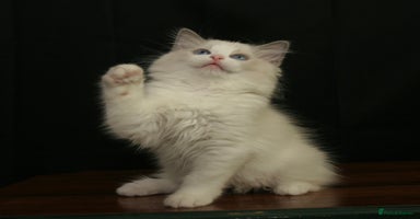 Ragdoll cats - Advert 7