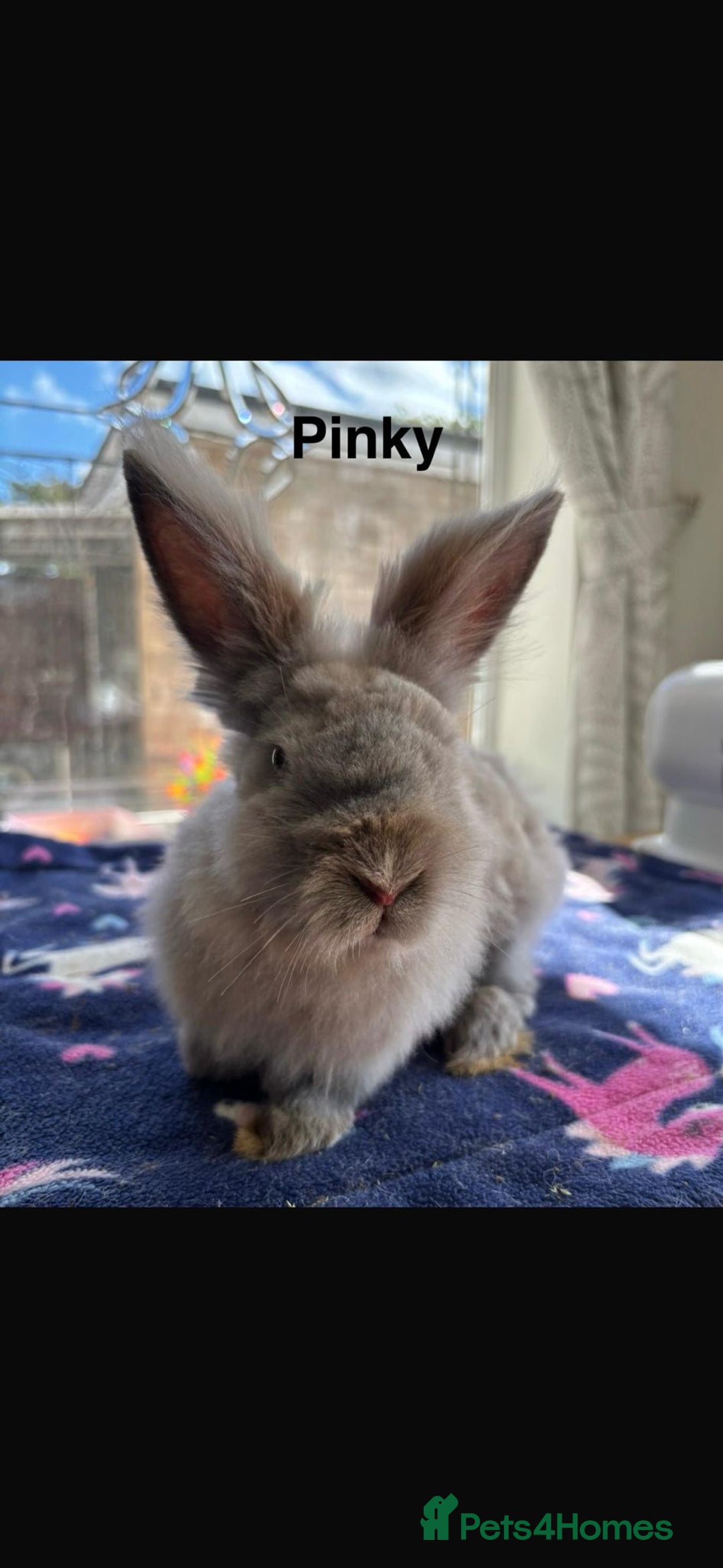 Mixed Breed rabbits for sale: Rescue Bunnies for Adoption  - Image 5