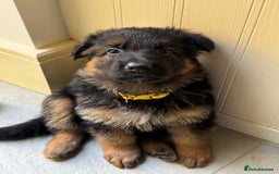 German Shepherd dogs for sale: Gorgeous and healthy German Shepherds Puppies - Image 13