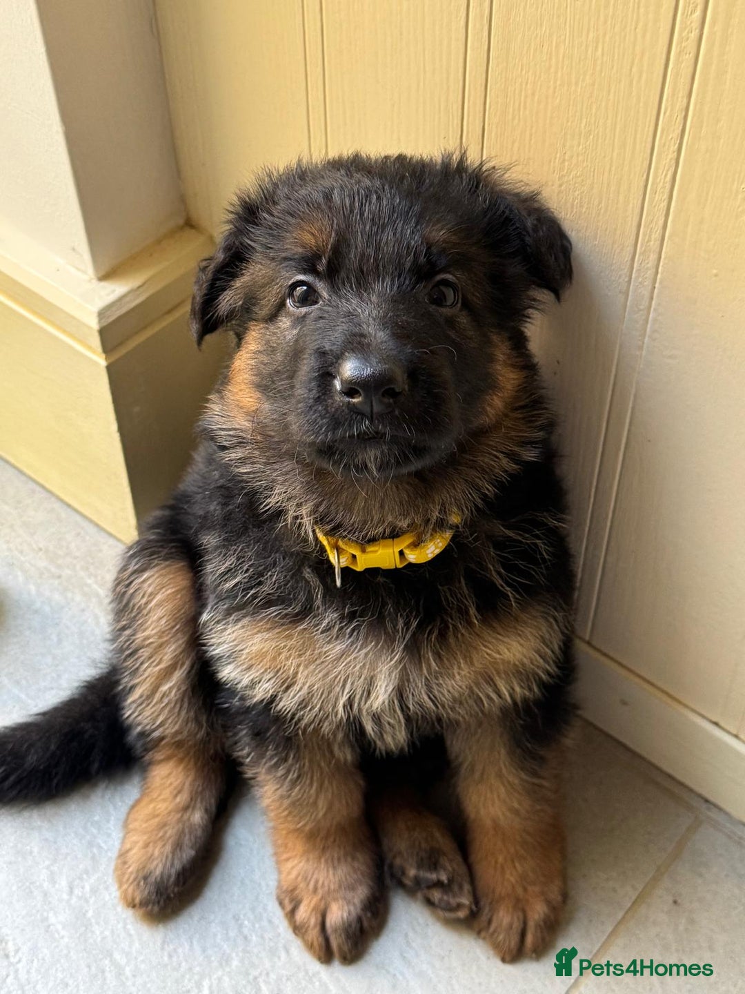 German Shepherd dogs for sale: Gorgeous and healthy German Shepherds Puppies - Image 13
