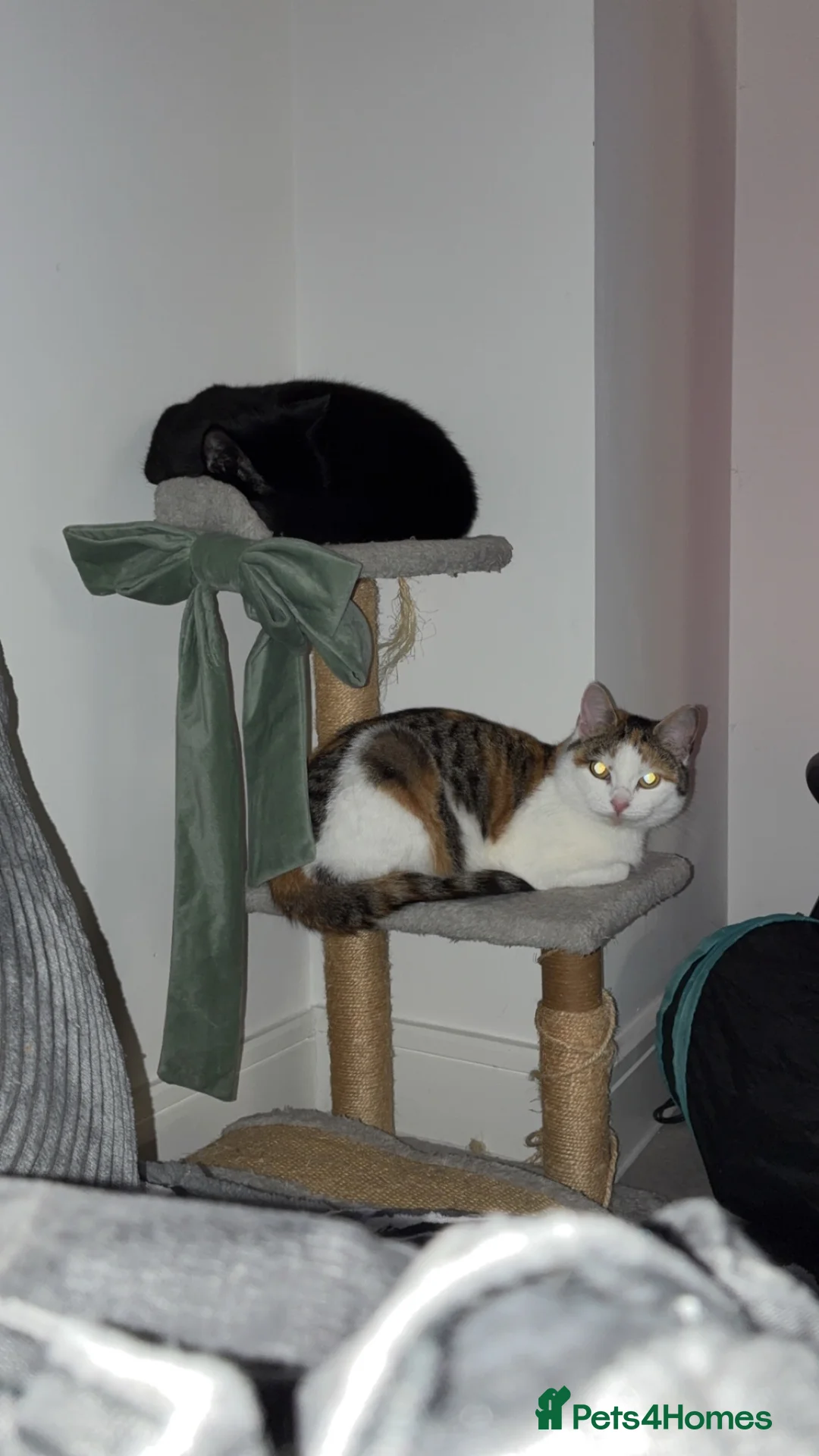 Mixed Breed cats for sale: 🐱 Kittens Looking for Their Forever Homes 🐱 - Advert 3