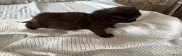 Mixed Breed cats for sale: 4 beautiful kittens for sale  - Advert 5