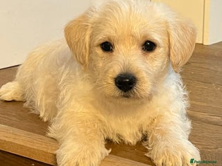 West Highland Terrier dogs Adorable Westiepoo puppy - Advert 3