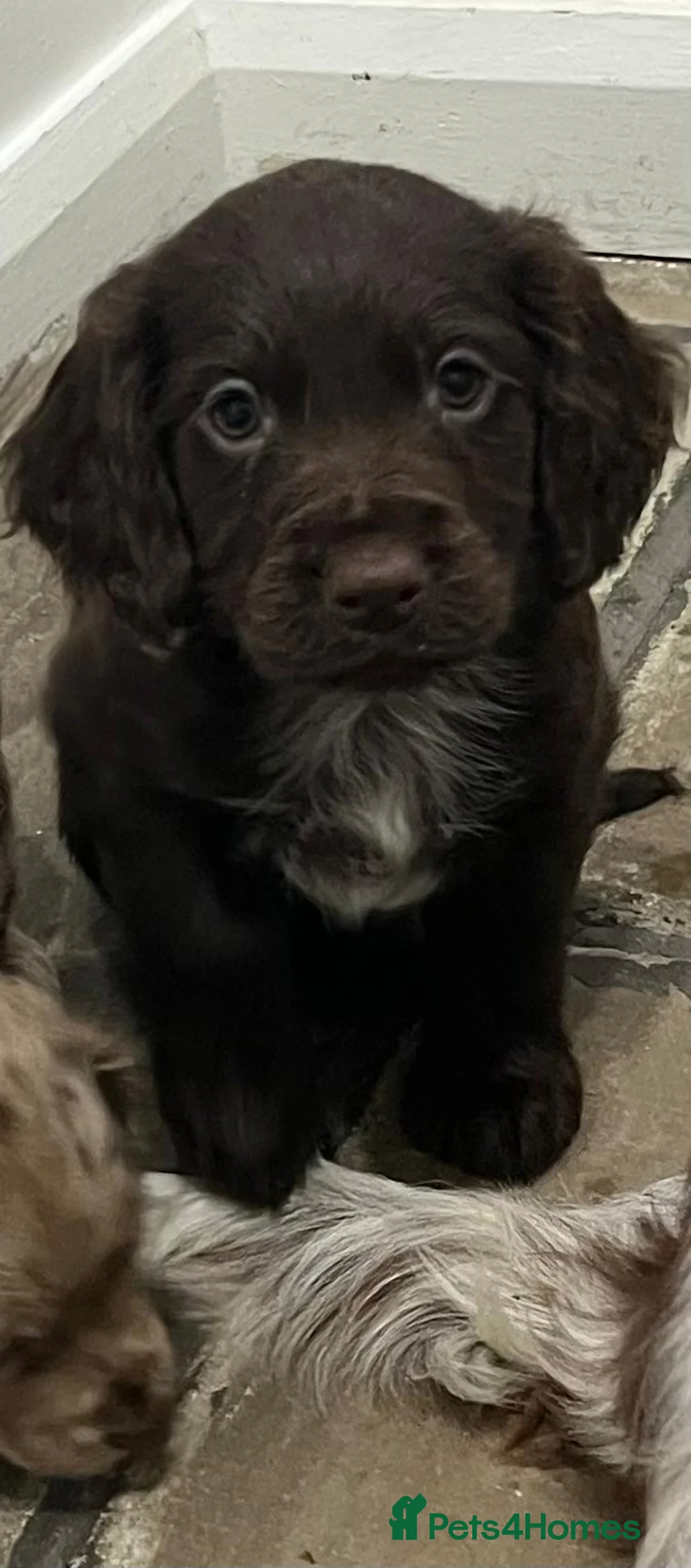 Cocker Spaniel dogs for sale: Cocker spaniels - Advert 9