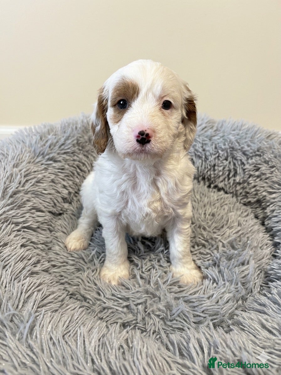 Cavapoo dogs Cavapoo puppies  - Advert 18