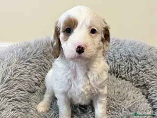 Cavapoo dogs Cavapoo puppies - Advert 18