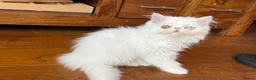 Persian cats for sale: Odd eyed male kitten  - Advert 32