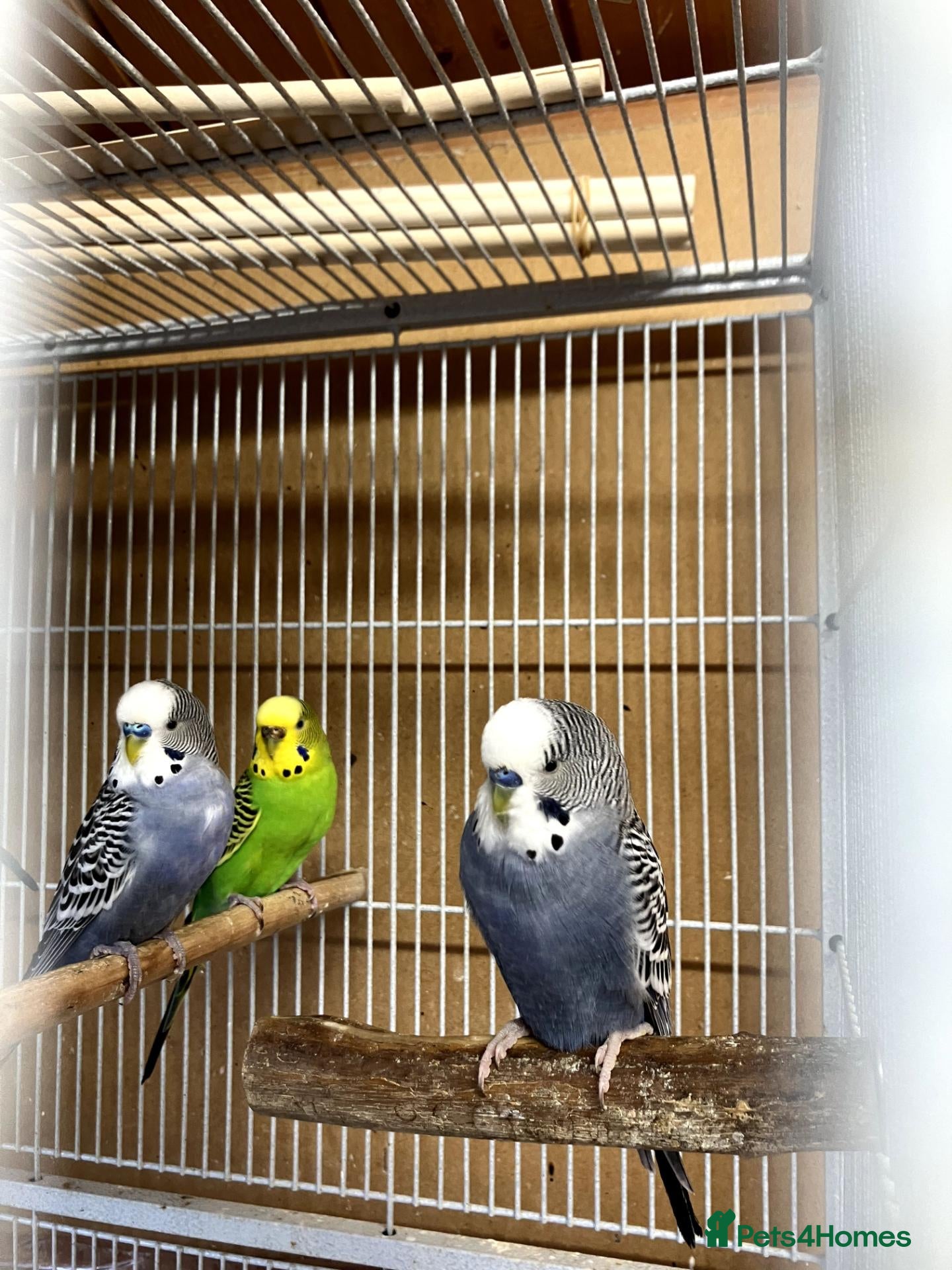 Budgerigars birds Colour and exhibition Budgies for sale - Advert 4