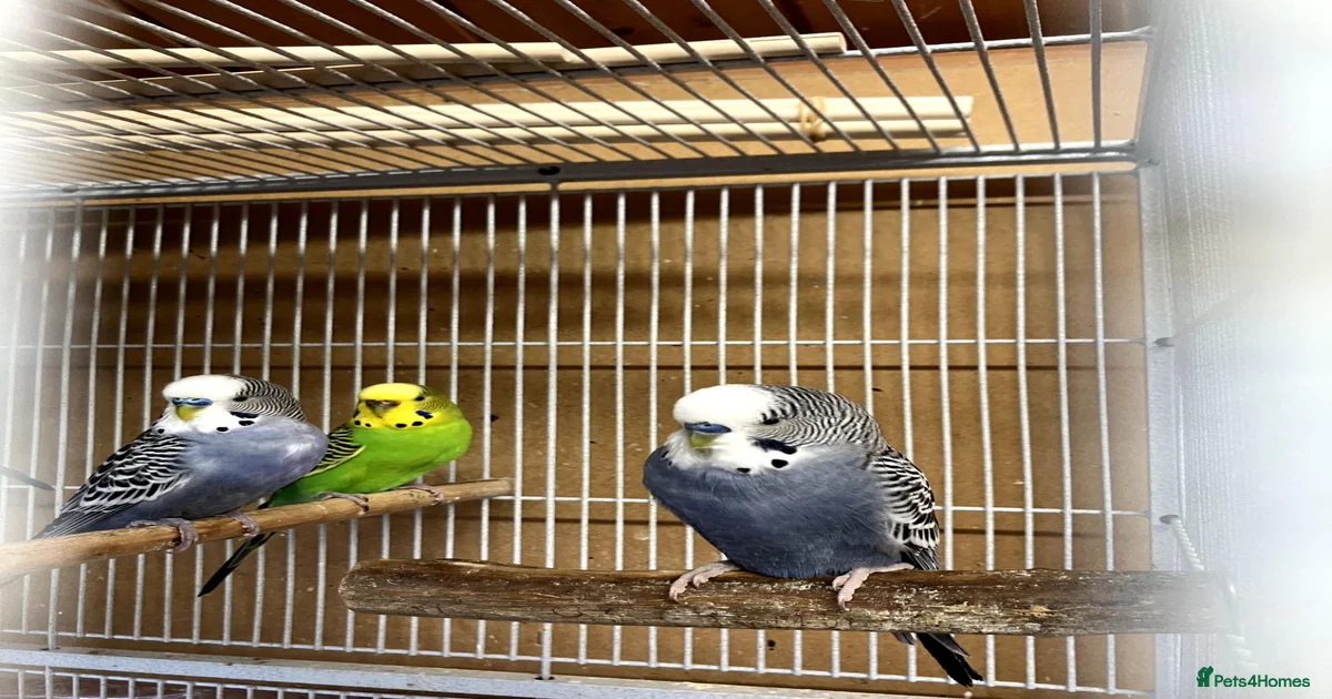 Aviary Birds for sale | Pets4Homes