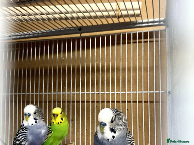 Budgerigars birds Colour and exhibition Budgies for sale - Advert 3