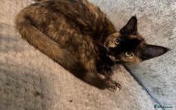 Ragdoll cats for sale: Calico Ragdolls - Image 9
