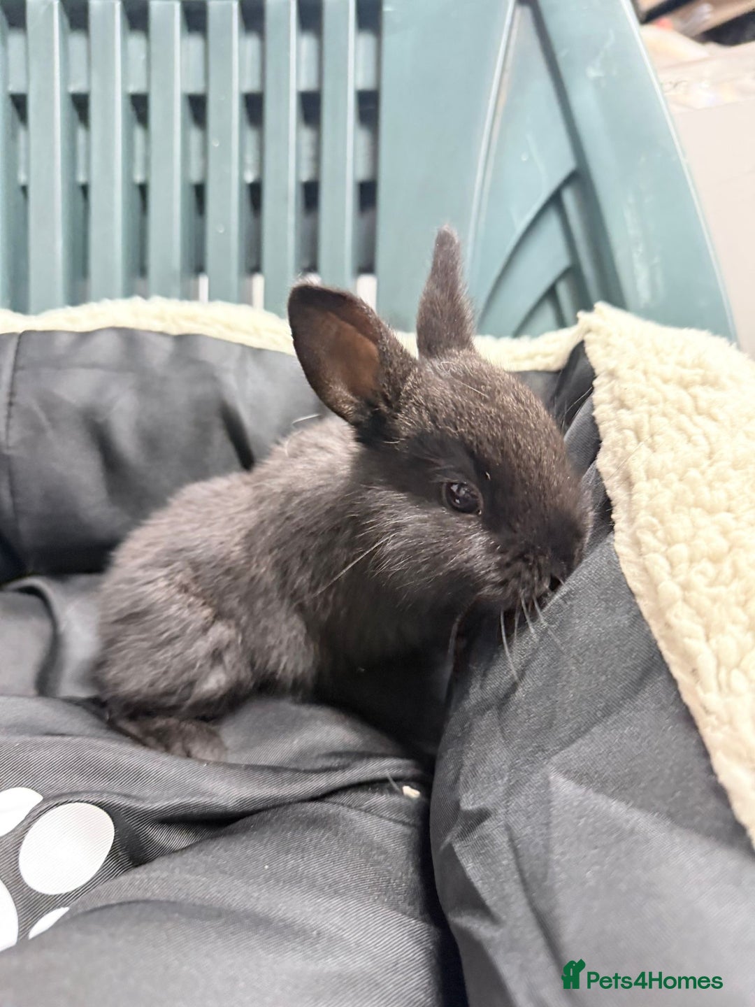 Mixed Breed rabbits for sale: Baby bunnies - Advert 17