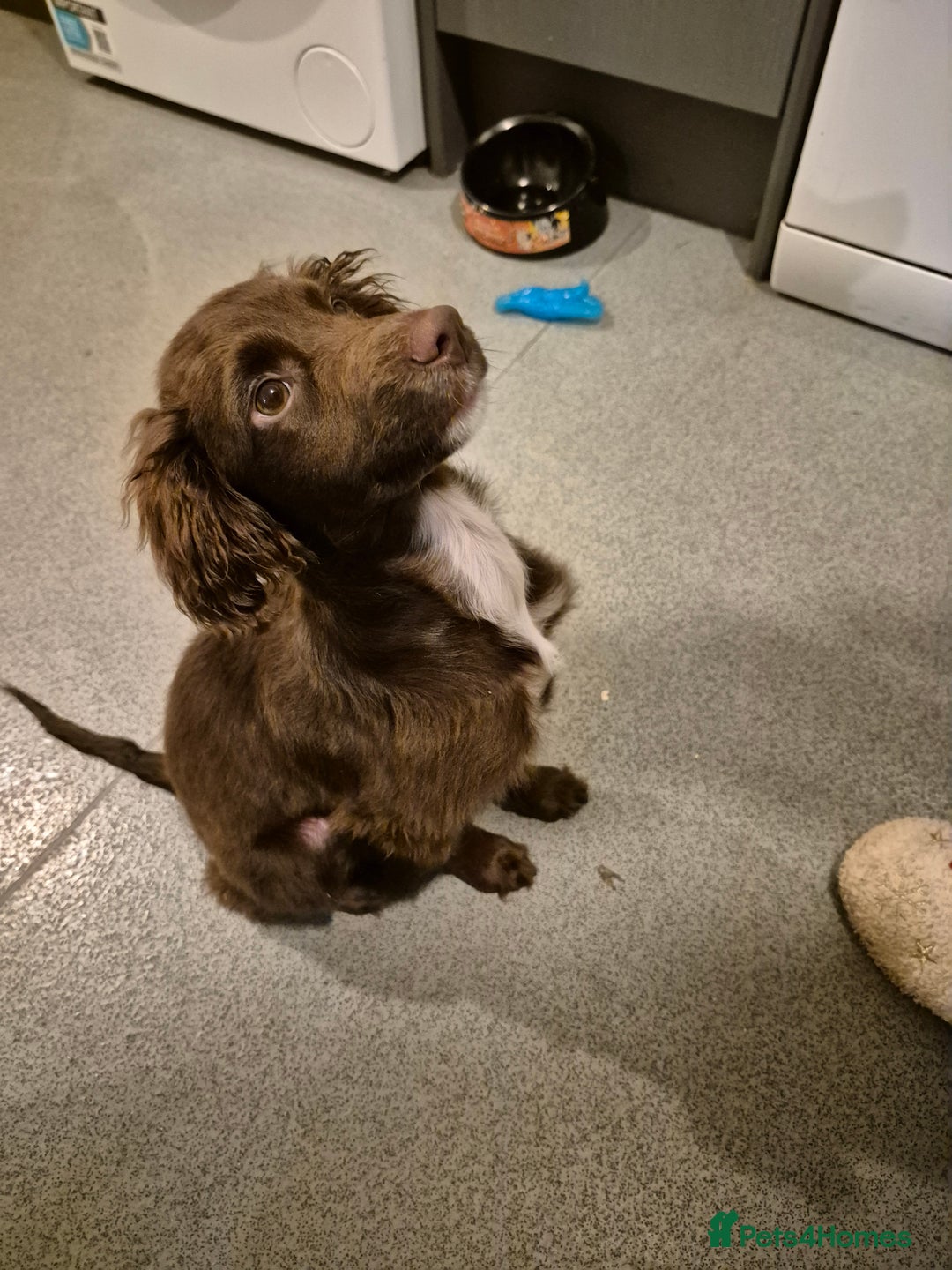 Sprocker dogs for sale: Sprocker Puppy for Sale - 17 Weeks Old - Advert 2