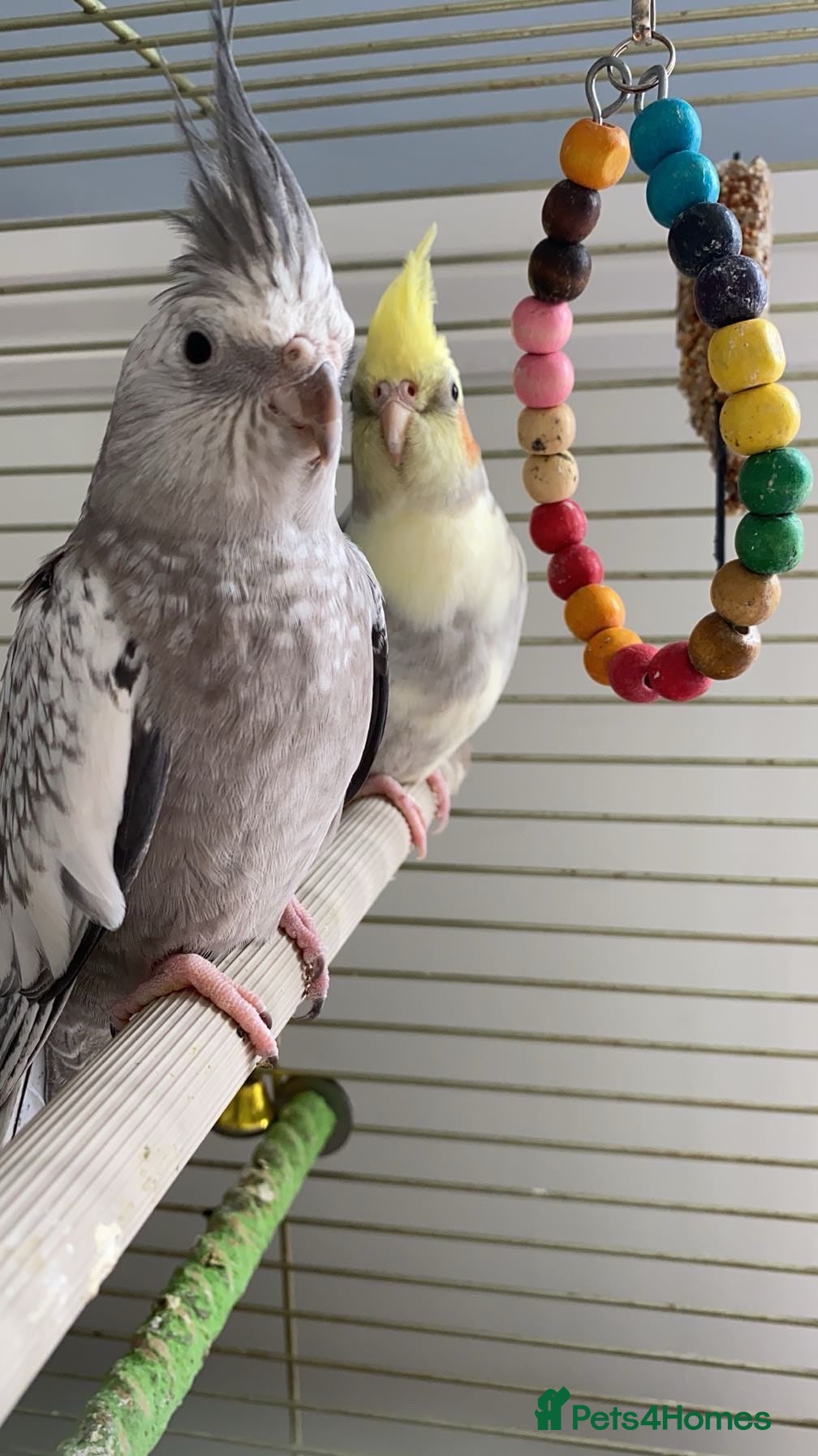 Cockatiels birds Two cockatiels for sale - Advert 1