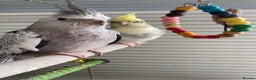 Cockatiels birds for sale: Two cockatiels for sale - Advert 1