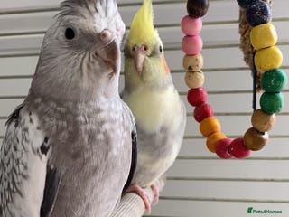 Cockatiels birds Two cockatiels for sale - Advert 1