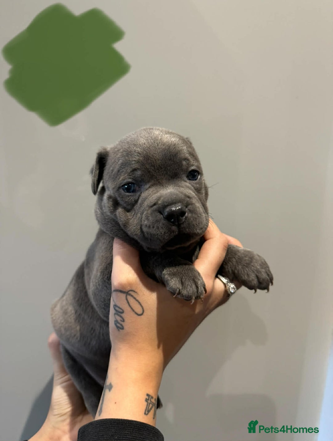 Staffordshire Bull Terrier dogs for sale: Blue Staffordshire bull terrier pups  - Advert 13