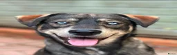 Mixed Breed dogs for sale: Red fox/husky male - Advert 4