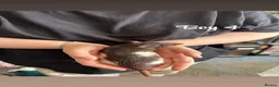 Rat rodents for sale: Baby rats  in Trowbridge - Advert 7