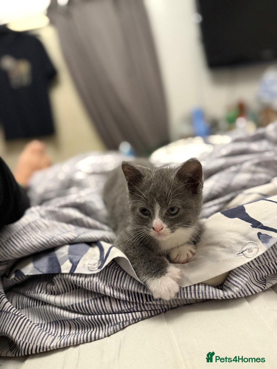 British Shorthair cats for sale: British blue  - Image 2