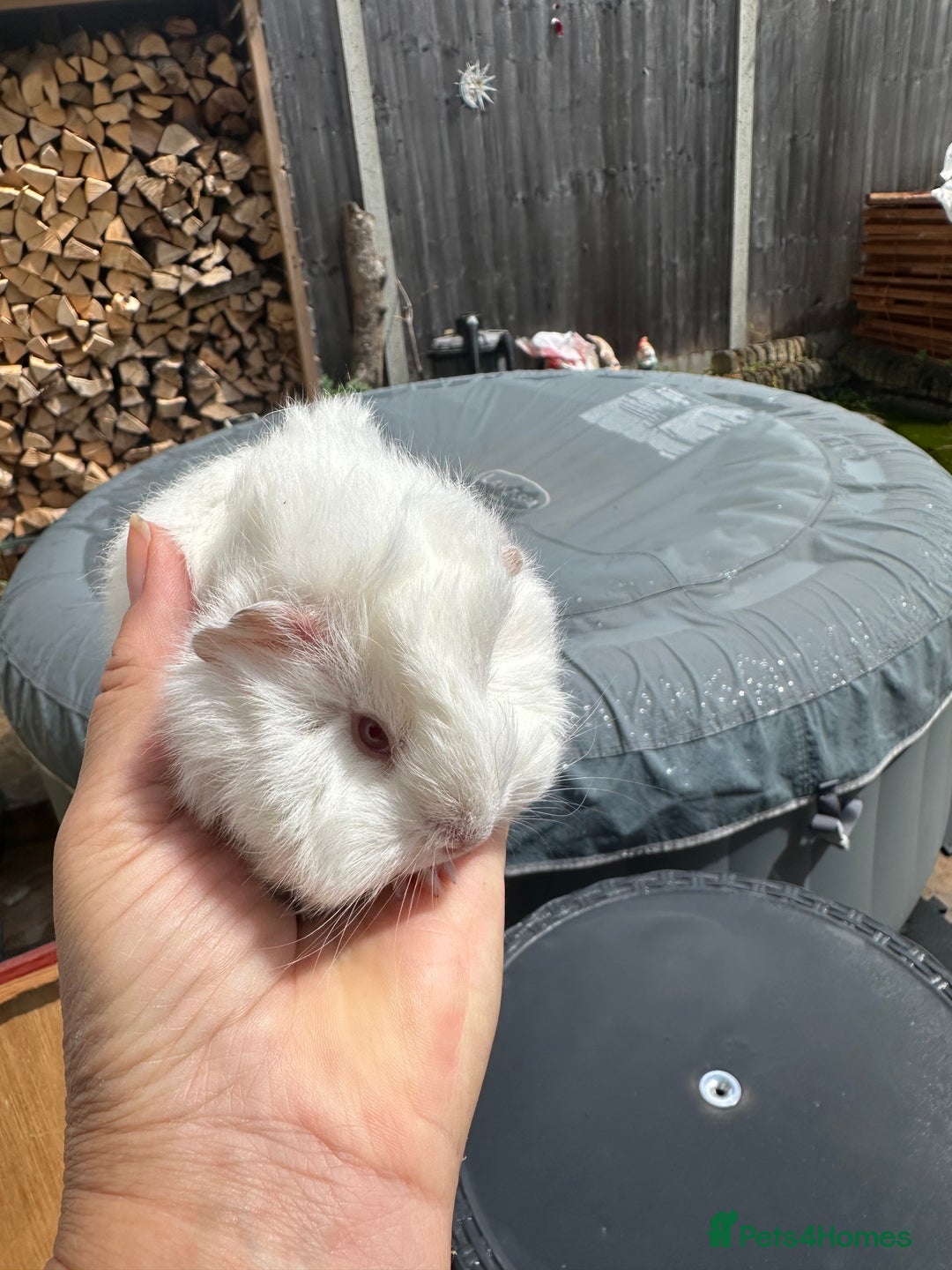 Guinea Pig rodents for sale: 2 pretty baby guinea pigs looking homes. - Image 12