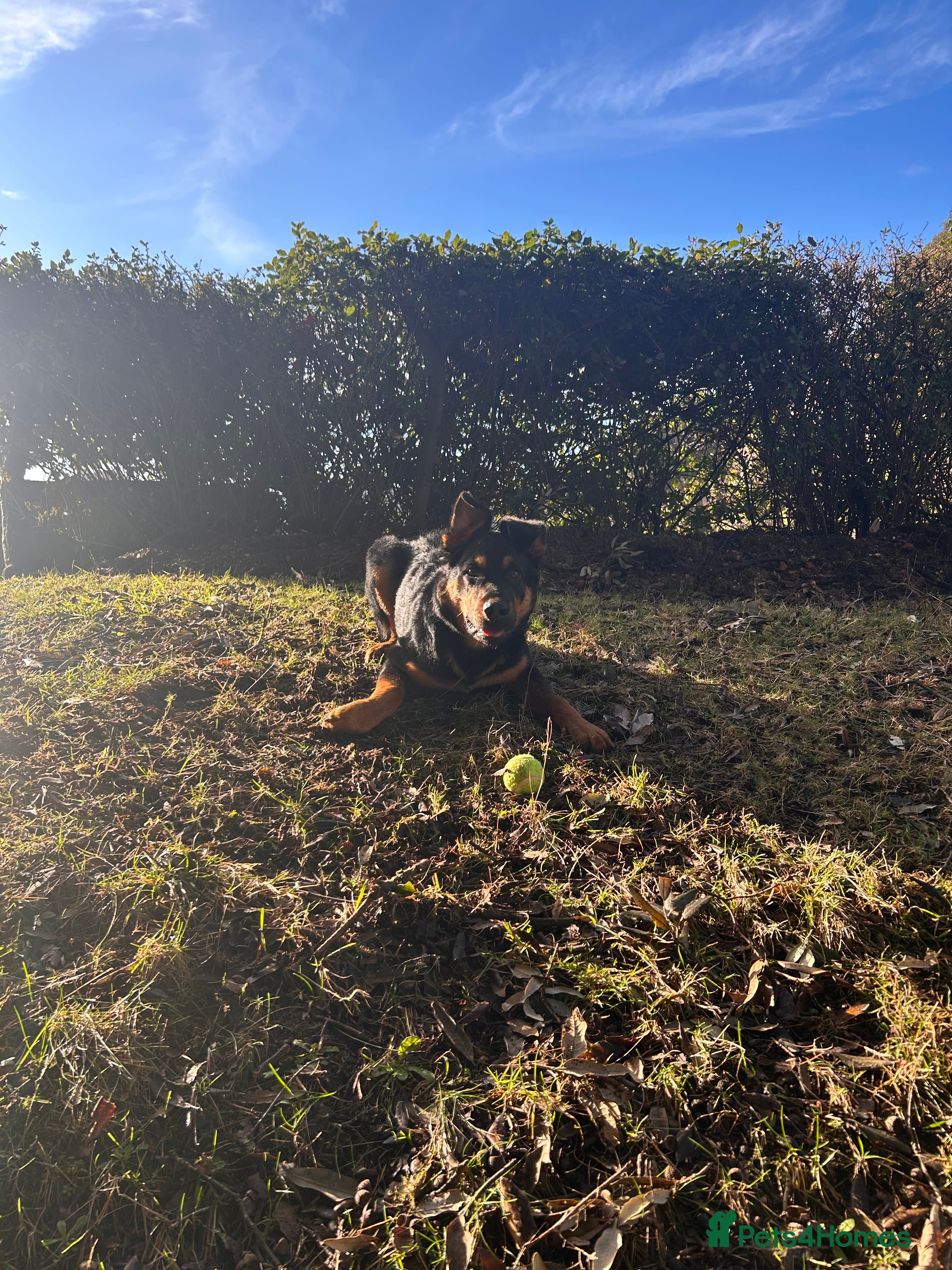 Mixed Breed dogs German shepherd x Rottweiler  - Advert 2