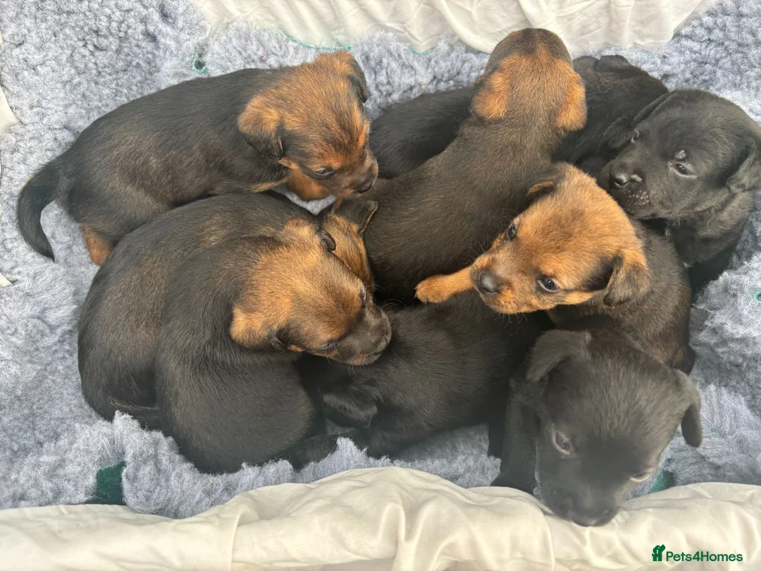 Patterdale Terrier dogs for sale: Patterdale puppies for sale in Dyffryn Ardudwy - Advert 2