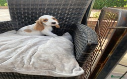 Cocker Spaniel dogs for sale: OUT STANDING  GORGEOUS SHOW TYPE COCKER SPANIEL  - Image 17