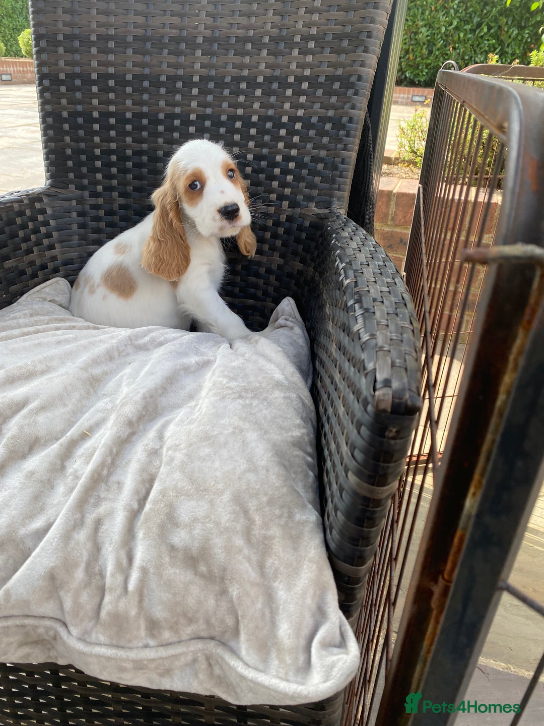 Cocker Spaniel dogs for sale: OUT STANDING  GORGEOUS SHOW TYPE COCKER SPANIEL  - Image 17