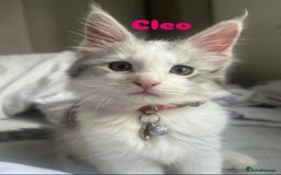 Maine Coon cats for sale: 2 maine coon kittens💕 - Image 1