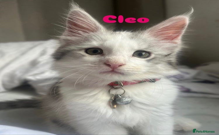 Maine Coon cats - Advert 1