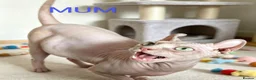 Sphynx cats for sale: STUNNING SPHYNX ELF/CANADIAN KITTENS - Advert 10