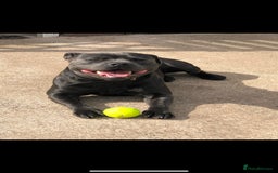 Staffordshire Bull Terrier dogs for sale: Blue Staffordshire Bull Terrier Puppies KC reg - Image 12
