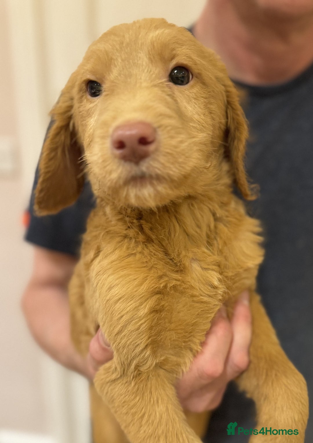 Labradoodle dogs for sale: 5* Fully Vaccinated Australian Labradoodle x Lab - Advert 27