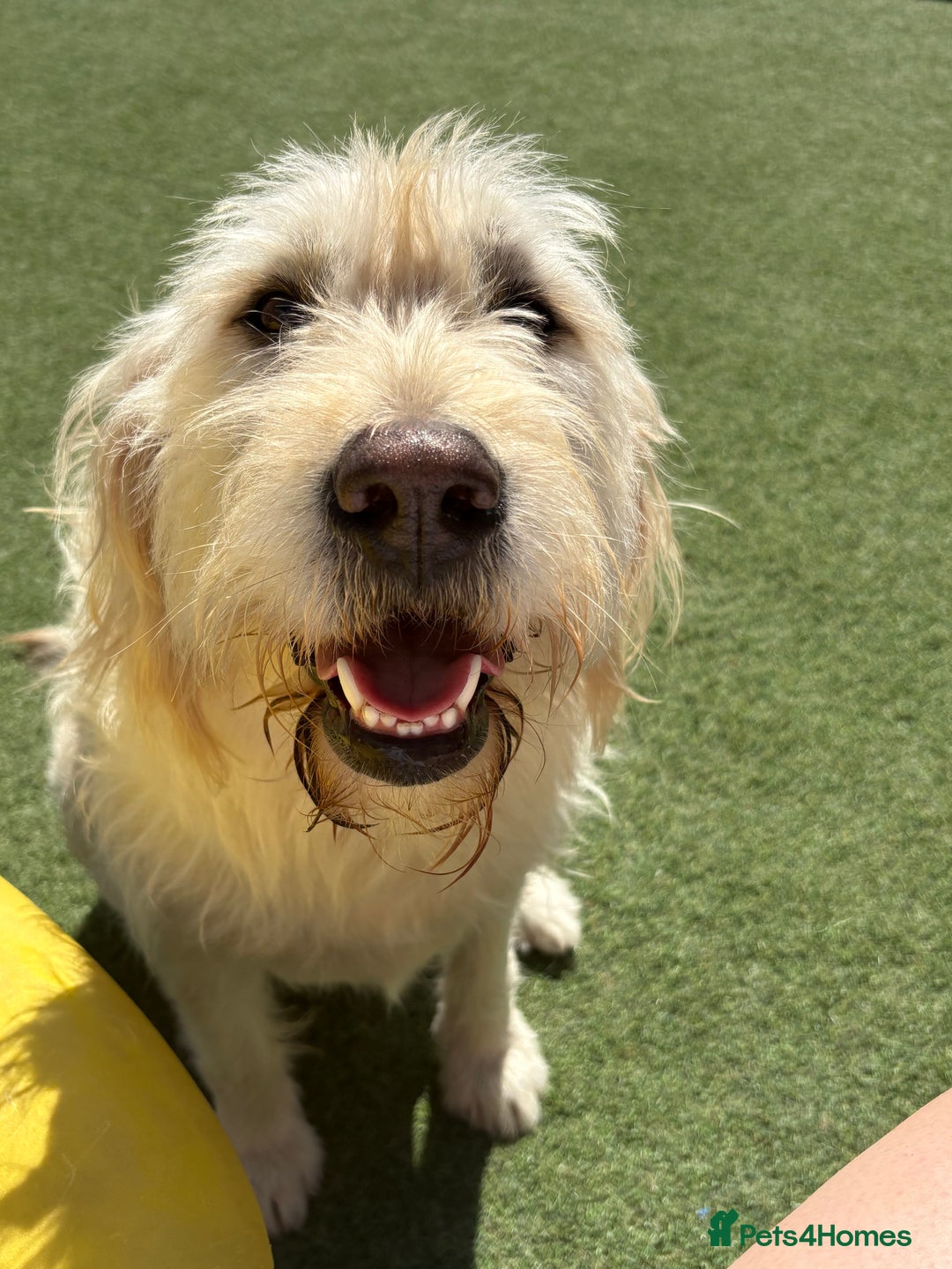 Goldador dogs for sale: Goldador Mix Puppies for sale - Advert 15