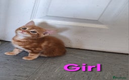 Mixed Breed cats for sale: Beautiful kittens for sale  - Image 2