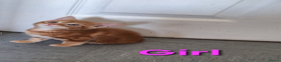 Mixed Breed Kitten 1