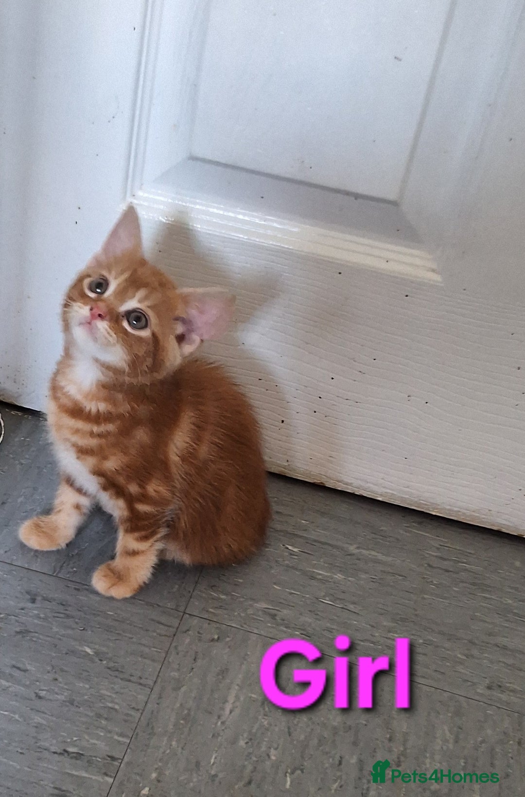 Mixed Breed cats for sale: Beautiful kittens for sale  - Image 2