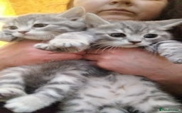 British Shorthair cats for sale: BSH cross kittens - Advert 19