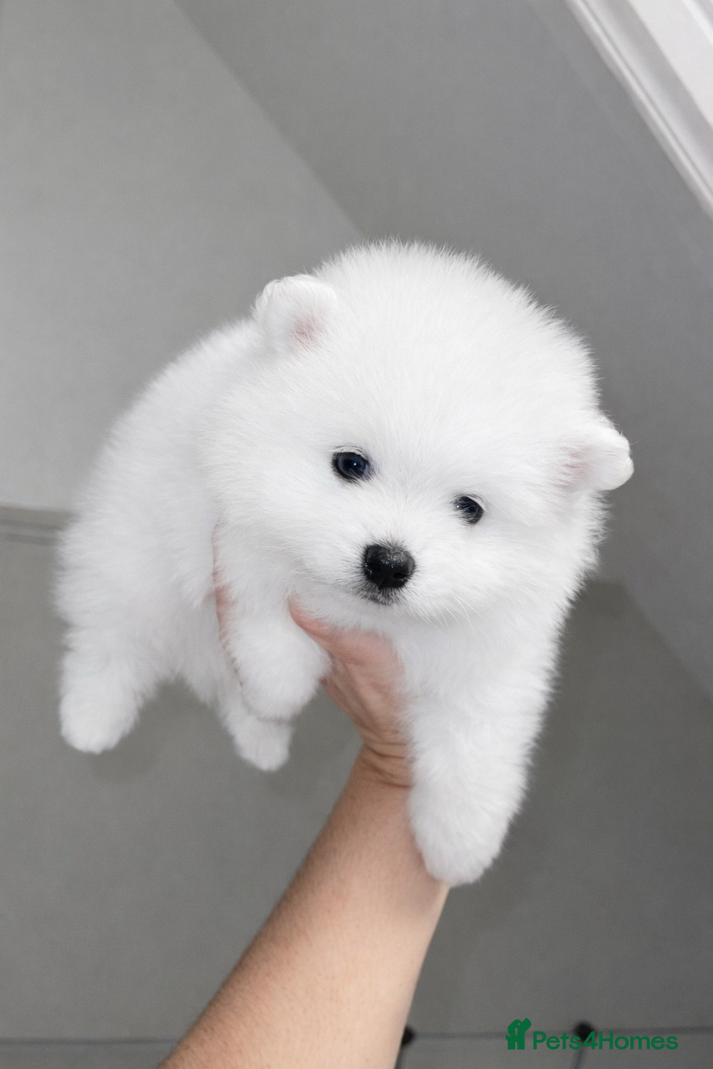 Pomeranian dogs Champion blood line teddy bear Pomeranian a pup - Advert 1